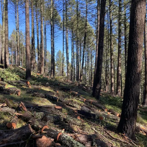 thinning ponderosa pine after wildfire