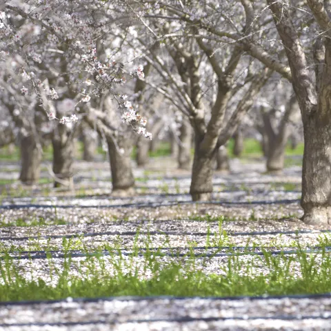 Almond orchard in bloom