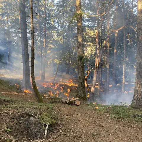 stewards conducting prescribed fire in Douglas-fir forest