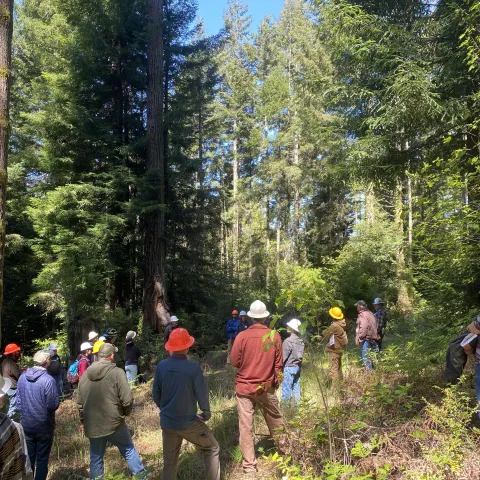 forestry professionals standing in a redwood forest for a workshop