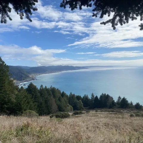 Mendocino County coast with redwood forests and the ocean in the background