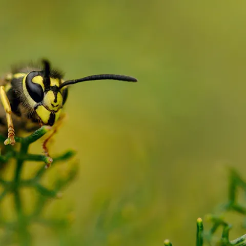 banner yellowjacket