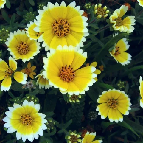 Yellow daisy-like flowers with white tips