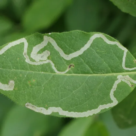 Leafminer
