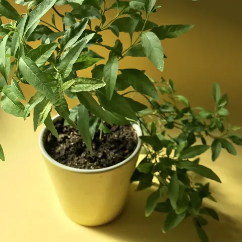 lemon verbena