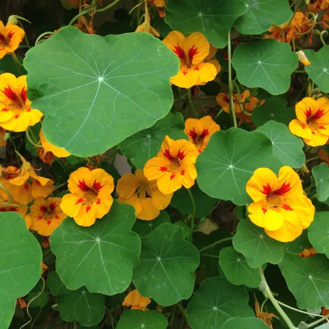 nasturtium