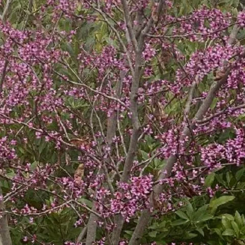 Native trees and large shrubs for the home garden