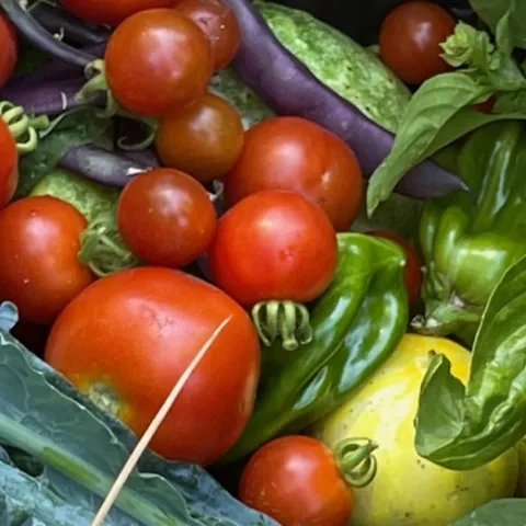 Neighborhood food gardening fair in Sonoma County this March