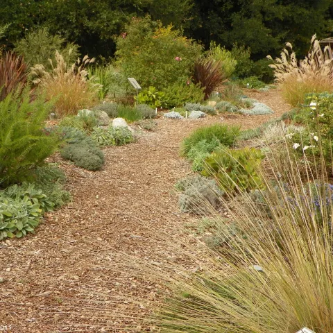 Path through a Waterwise garden bed in the Palo Alto Demonstration Garden