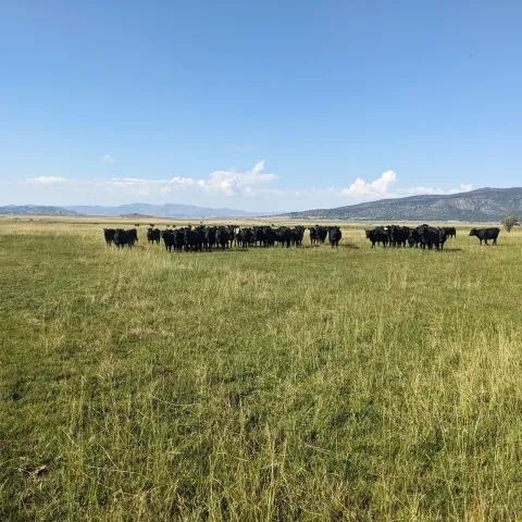 Sierra Valley Cattle