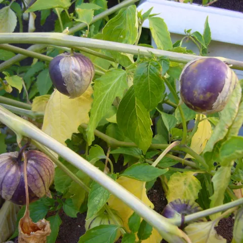 Tomatillo photo Abrahami
