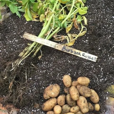 Plant potatoes in March in Sonoma County
