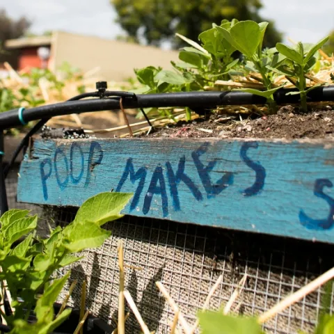 Raised bed with Poop makes soil on it