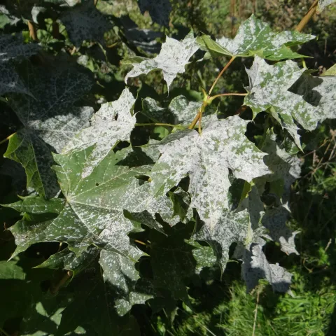 powdery mildew