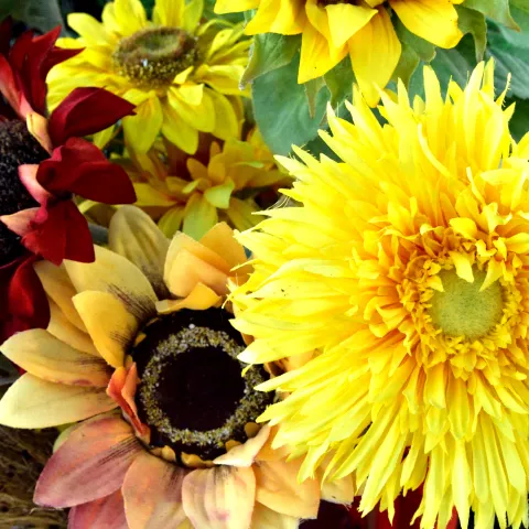 Bouquet of unusually colored sunflowers