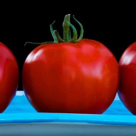 Tomatoes on a tray