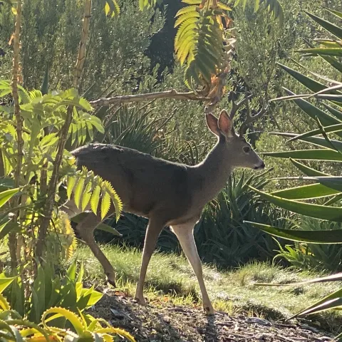 Banner deer