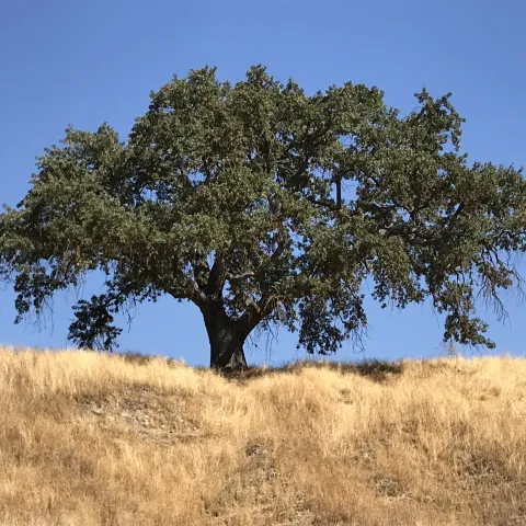 Valley oak tree atop a hill of brown grass. 