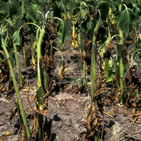 verticillium wilt dahlias