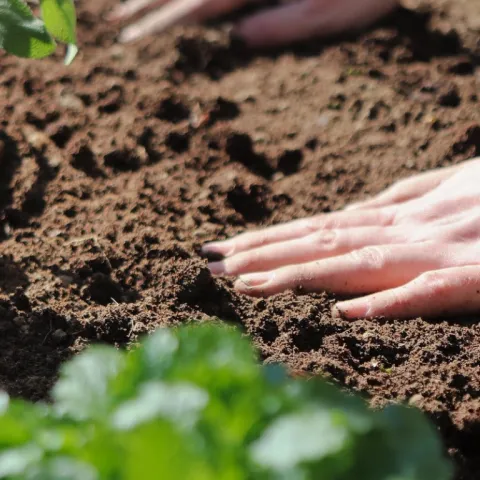 Decorative - hands on soil