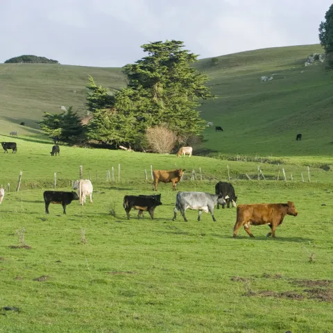 cows in a field