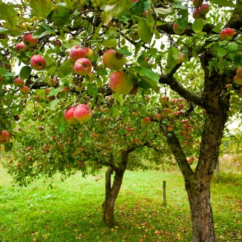 apple tree