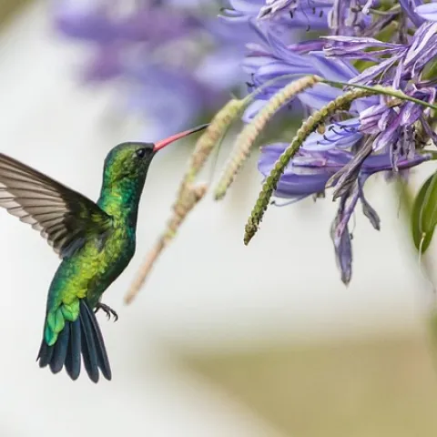 bird