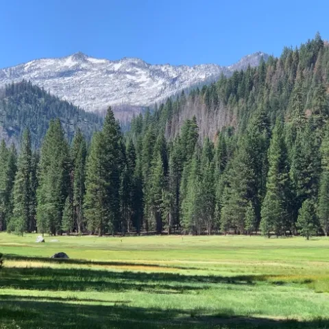 Shasta Forestry Blog