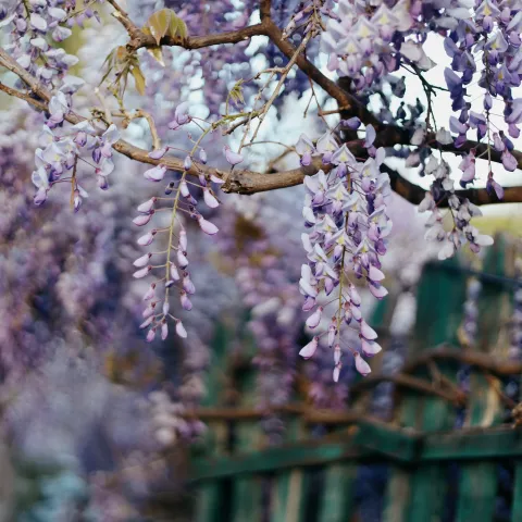 Blooming Wisteria