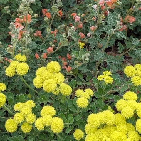 Buckwheat and globemallow
