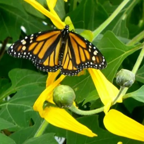 monarch butterfly