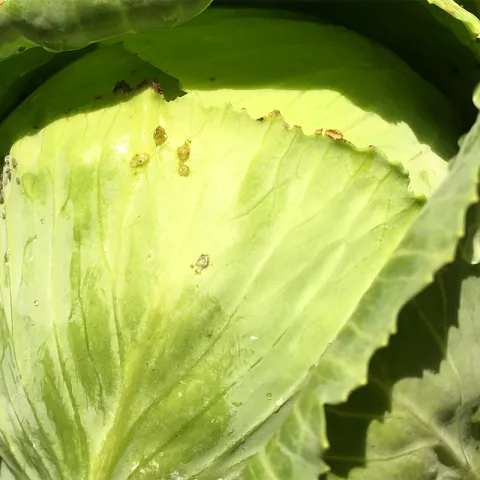 cabbage photo Jean Christofferson