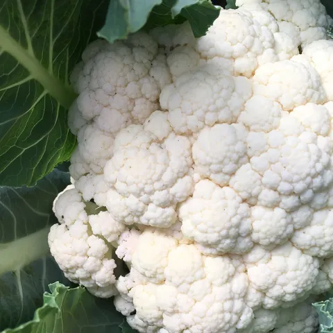 Califlower photo Jean Christofferson