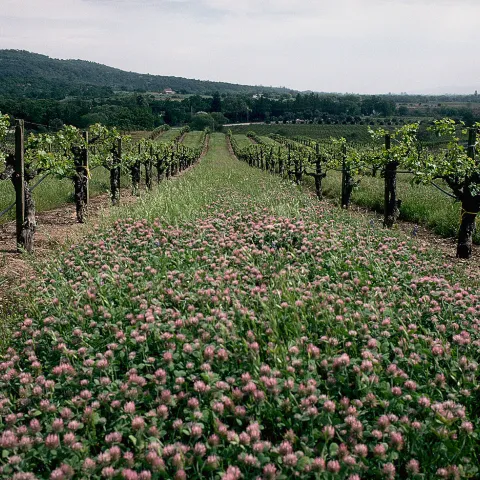 Vineyard view of bare vines with pink flowers in between the rows