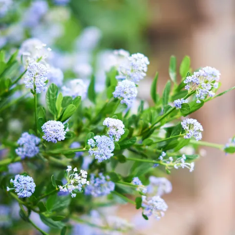 Ceanothus