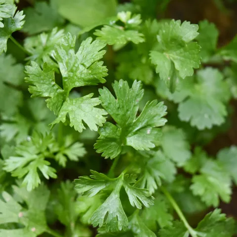 cilantro