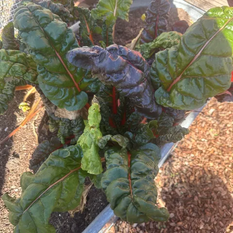 swiss chard