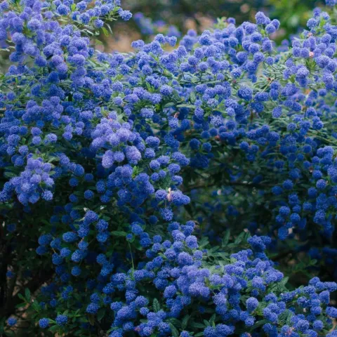 Ceanothus