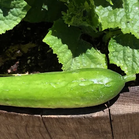 cucumber