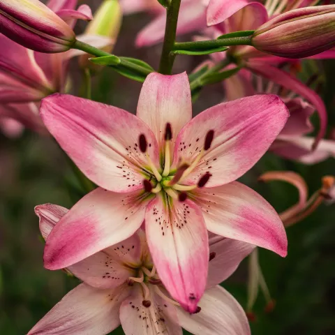 lilies