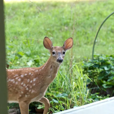 Deer in the garden