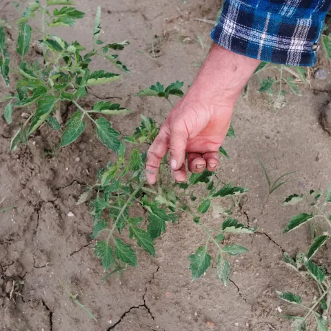 gardening help