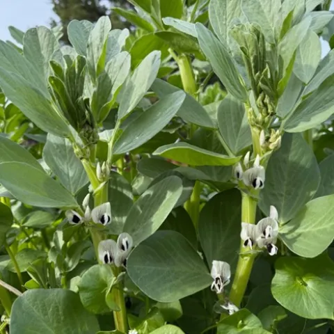 flowering fava bean plants
