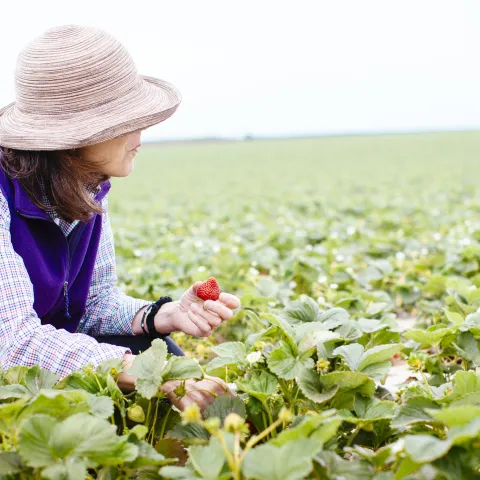UCCE Advisor in a field of strawberries