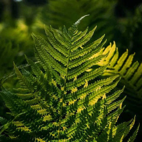 Fern