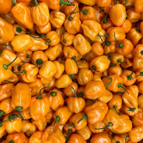hundreds of habanero peppers