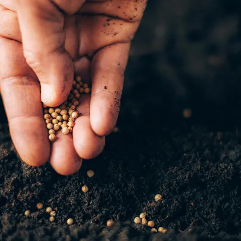hand sowing seeds