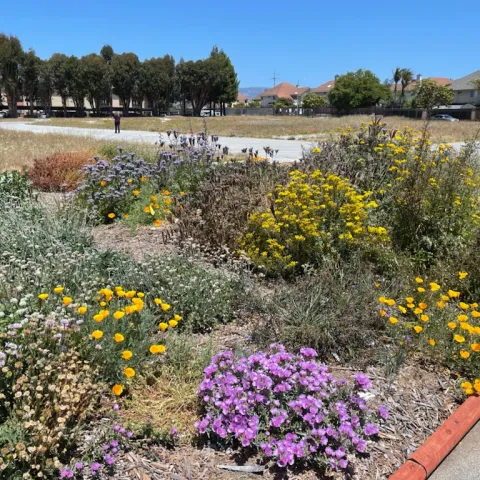 Native wildflower garden2