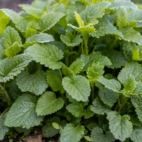 lemon balm