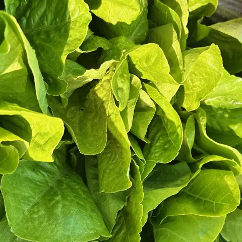 Lettuce